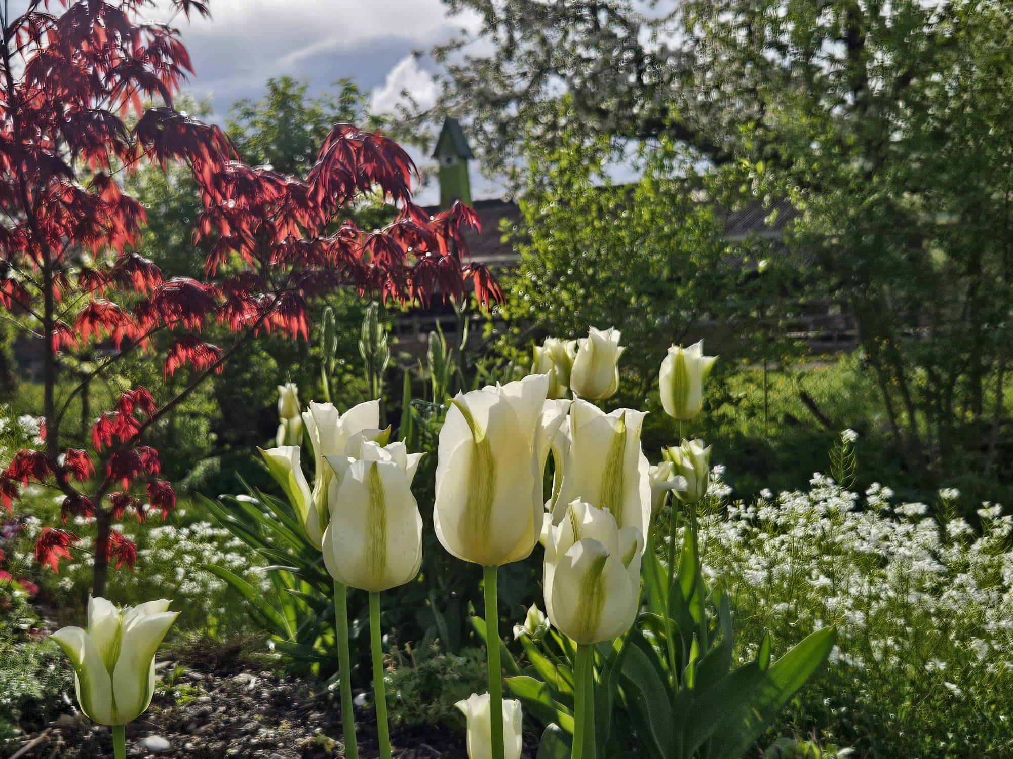 Frühlingsbepflanzung Tulpen, roter Ahorn, blühende Rabatte in Kölliken