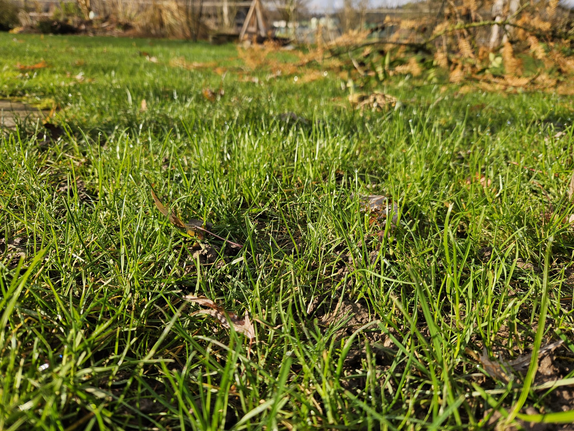 Rasenpflege Rasen in Kölliken
