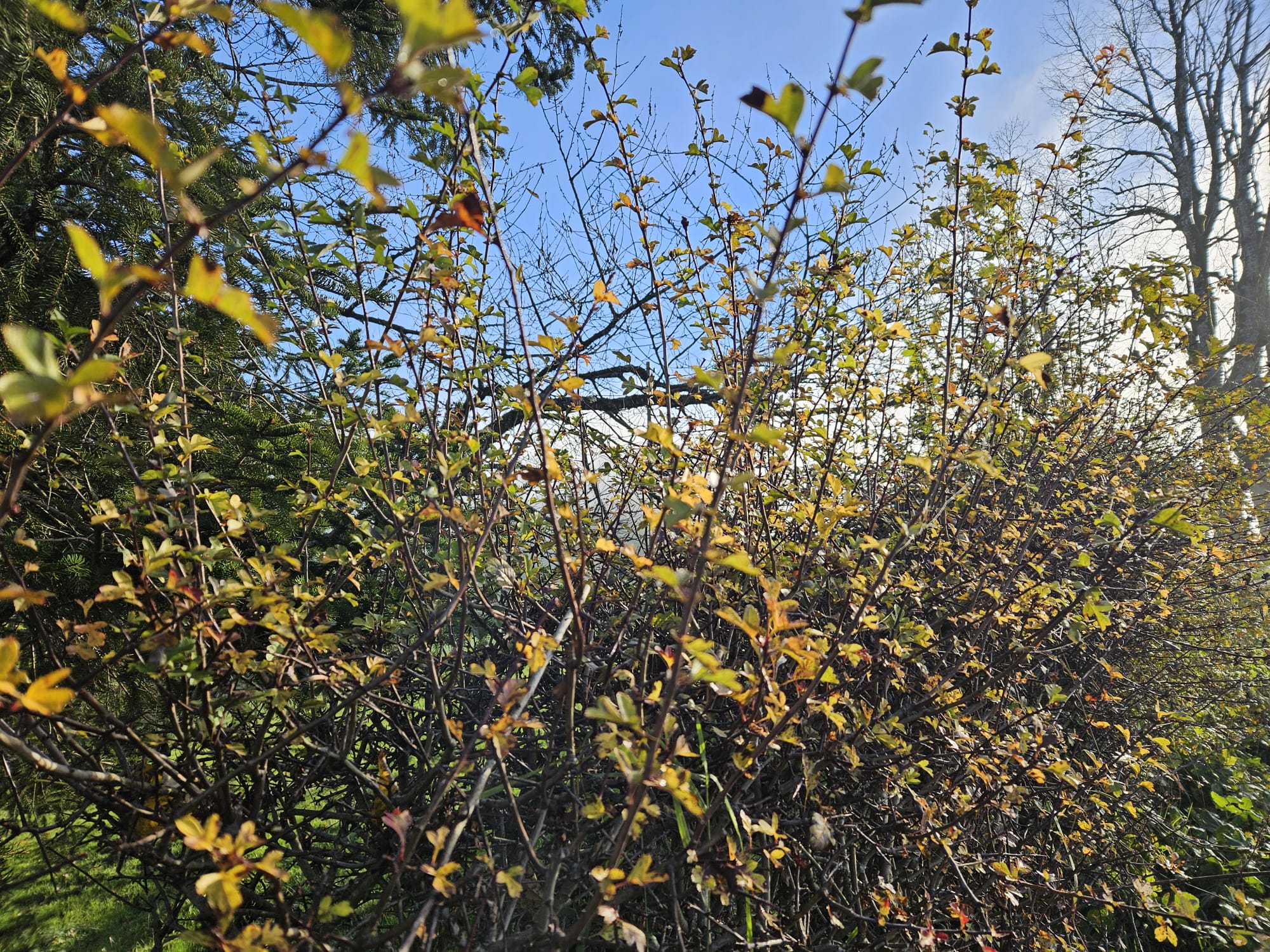 Winterschnitt Sträucher Sträucher in Herbstfärbung in Hauenstein